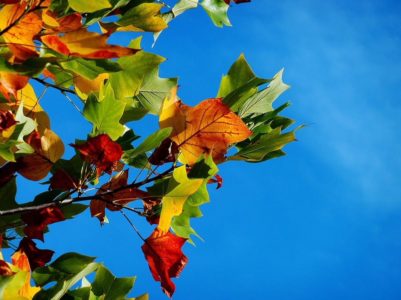 Colorful Foliage