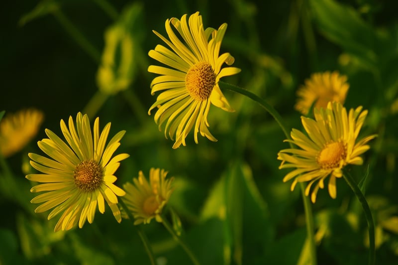 Chamomile plant