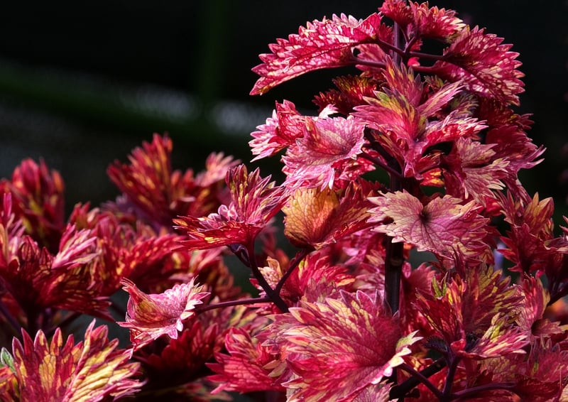 Coleus plant with purple leaves