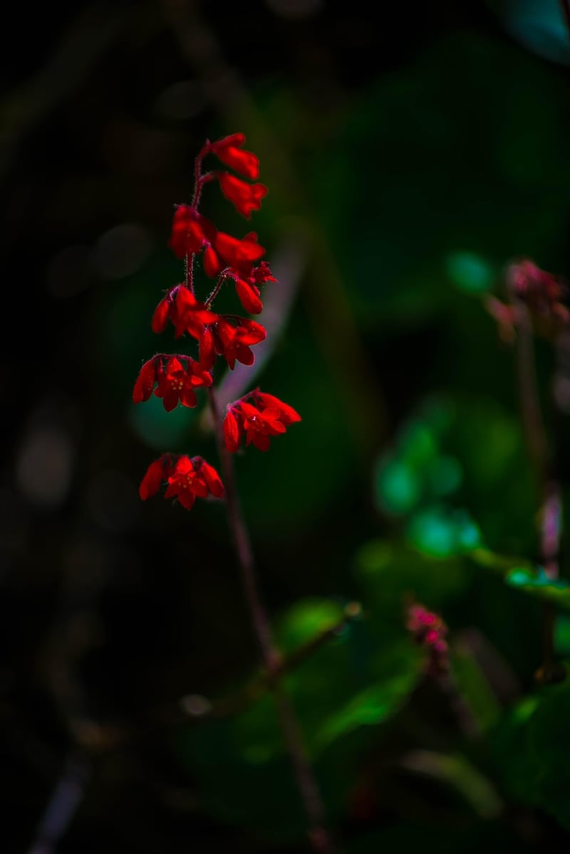 Coral Bells plant with red leaves