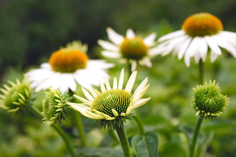 Echinacea plant