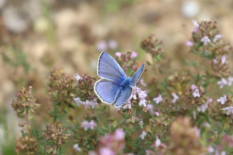 Thyme plant