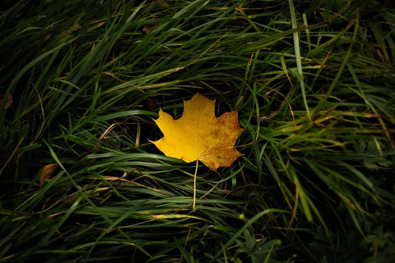 Japanese Forest Grass with golden foliage