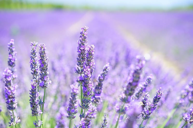Lavender plant