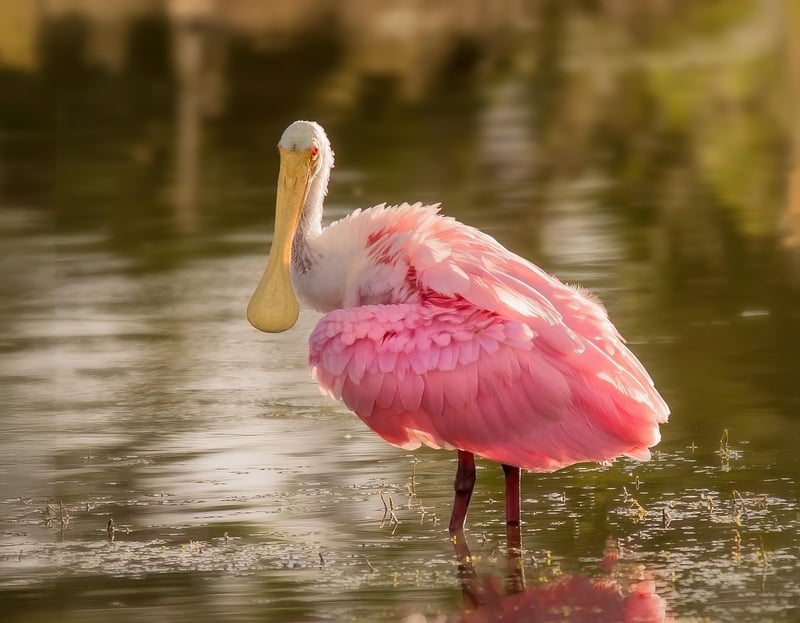 Wildlife Sanctuary Image